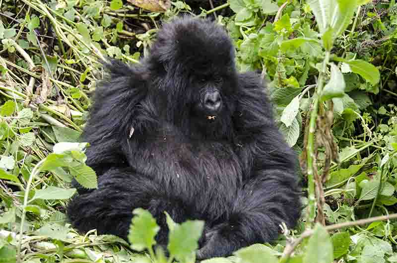 26 - Gorila joven - selva de Virunga - parque nacional de los volcanes - Ruanda